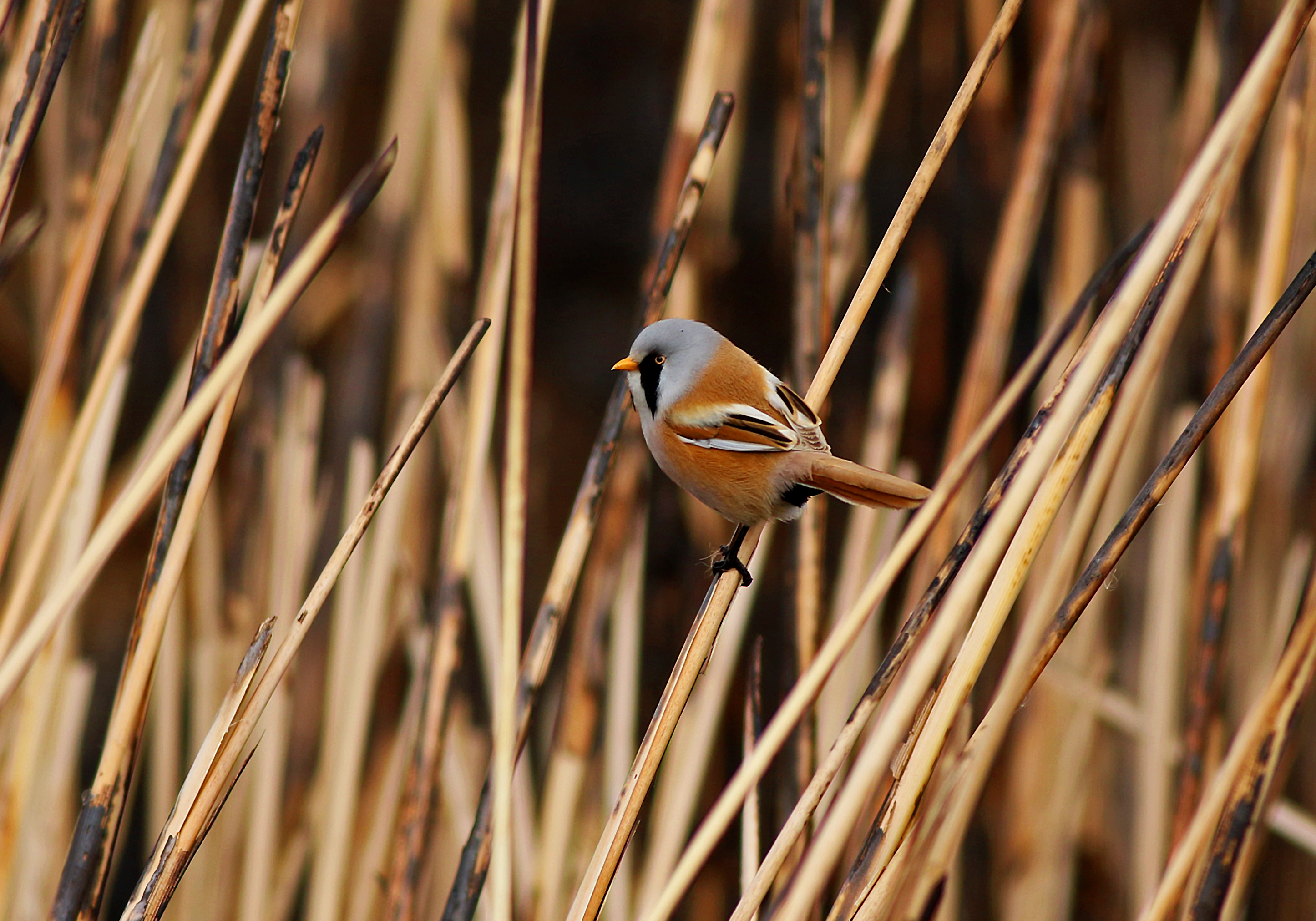 Bearded Reedling